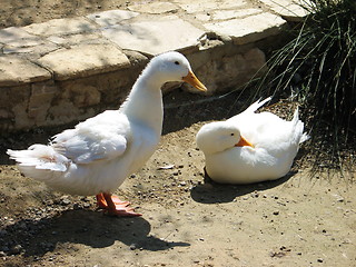 Image showing Duck and duck. Nicosia. Cyprus