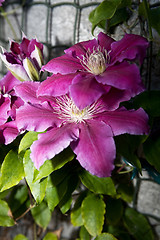 Image showing Clematis