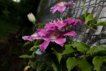 Image showing Clematis