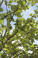 Image showing apple tree