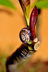 Image showing Snail on Frangipani