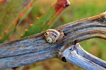 Image showing snail on aloe vera