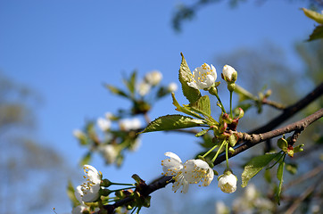 Image showing Blooming apple branch white bloom buds on blue sky 