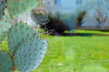 Image showing Cactus grow in greenhouse spider web on needles 