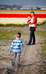 Image showing In tulip field