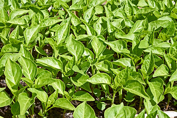 Image showing Seedlings of sweet pepper plants