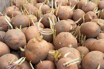 Image showing Potatoes tubers before planting