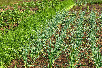 Image showing Garden beds in springtime