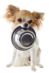 Image showing puppy chihuahua and food bowl