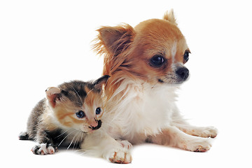 Image showing chihuahua and kitten