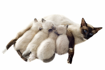 Image showing Siamese kitten and mother