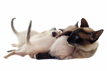 Image showing Siamese kitten and mother