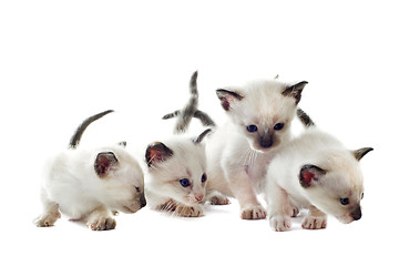 Image showing Siamese kitten