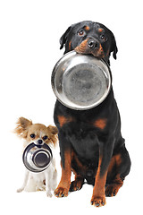 Image showing rottweiler chihuahua and food bowl