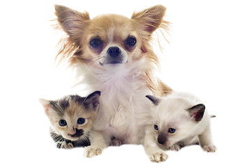 Image showing puppy chihuahua and kitten