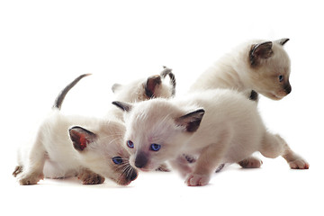 Image showing Siamese kitten