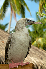 Image showing Red-Footed Booby