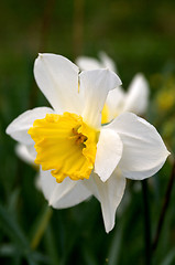 Image showing Daffodil