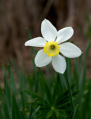 Image showing Spring Daffodil 