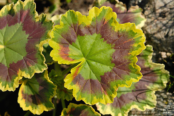 Image showing Colorful Leaves