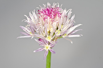 Image showing chive blooming