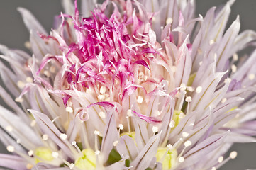 Image showing chive blooming