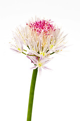 Image showing chive blooming