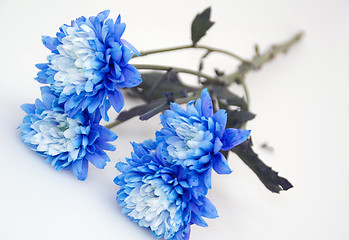 Image showing Nice blue flowers
