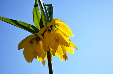 Image showing Yellow spring flowers blooming blue sky background 