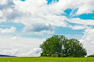 Image showing Tree