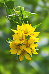 Image showing Loosestrife