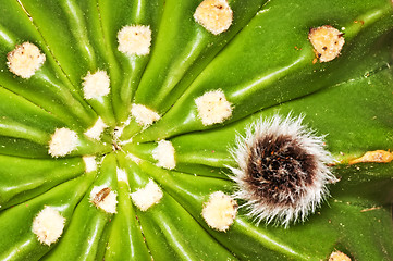 Image showing Echinopsis eyriesii