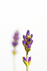 Image showing Lavender