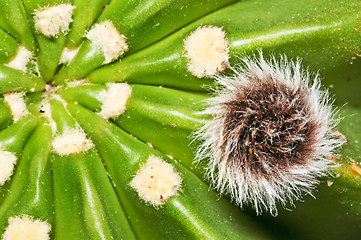 Image showing Echinopsis eyriesii