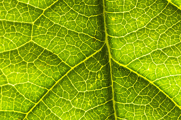 Image showing closeup of a leaf 