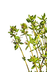 Image showing thyme