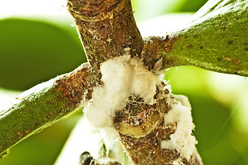 Image showing mealybugs