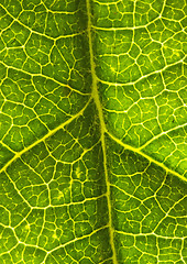 Image showing closeup of a leaf 