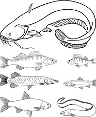 Image showing Predatory freshwater fish