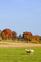 Image showing Sheep in fall