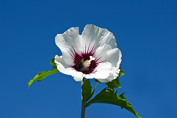 Image showing White Hibiscus