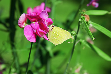 Image showing Brimstone Butterfly