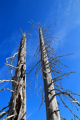 Image showing Two dead tree trunks