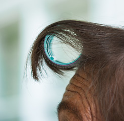 Image showing Hair Curler On Forehead