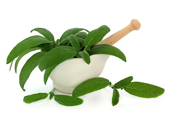 Image showing Sage Herb Leaves