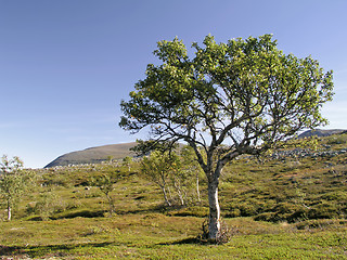 Image showing mountain and tree 