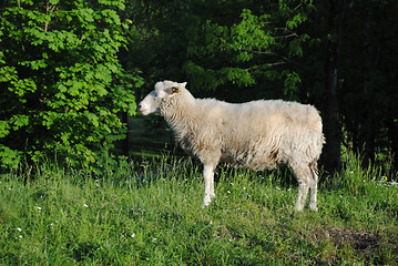 Image showing Sheep