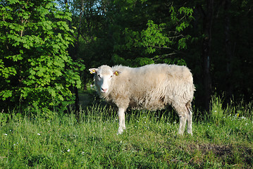 Image showing Sheep