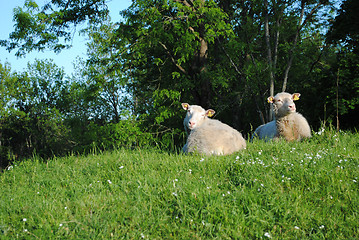 Image showing A couple of sheep