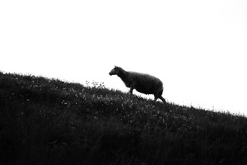 Image showing Sheep on hill